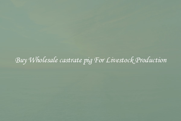 Buy Wholesale castrate pig For Livestock Production